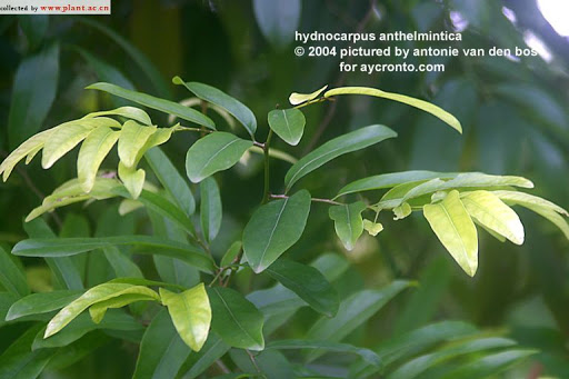 Cây Chùm bao lớn. Hydnocarpus anthelmintica Pierre ex Laness - Cây Thuốc Nam Quanh Ta